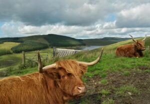 Highland Cows 300x209