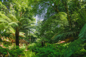 Fern Garden Emma Solley Small 300x200